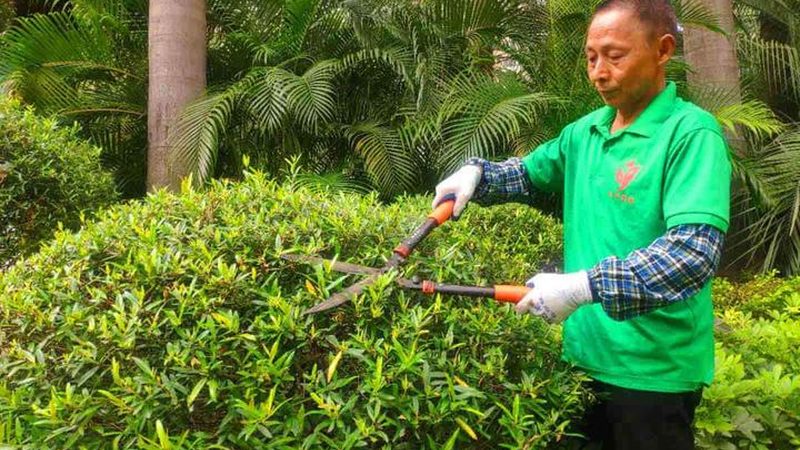 上海园林公司收费标准揭秘：价格构成与影响因素