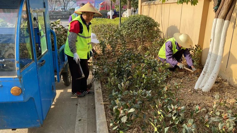 小区道路绿化植物配置：如何打造美观实用的景观**