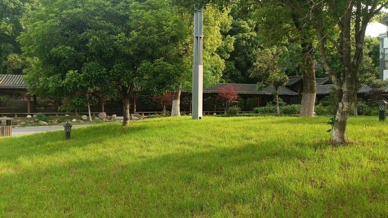 绿化乔木分枝点高度规范要求解析